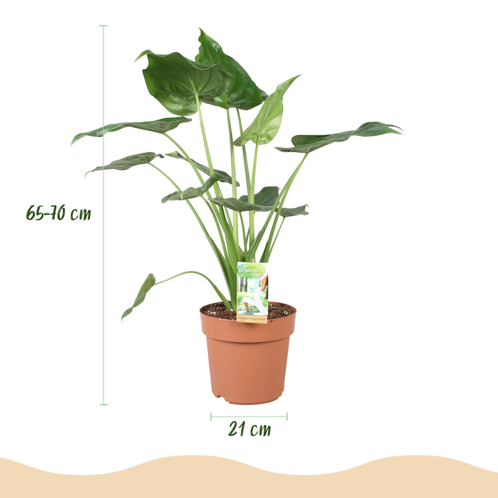 Alocasia Cucullata (oreille d’éléphant) – Ø21 cm, 65–70 cm de haut