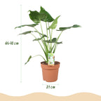 Alocasia Cucullata (oreille d’éléphant) – Ø21 cm, 65–70 cm de haut