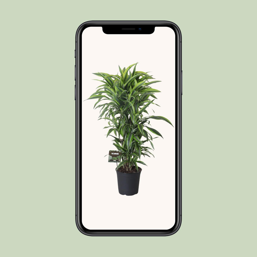 Dracaena fragrans Lemon Lime Verzweigt (Drachenbaum) – Ø27 cm, 120 cm hoch