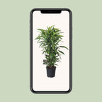 Dracaena fragrans Lemon Lime Verzweigt (Drachenbaum) – Ø27 cm, 120 cm hoch