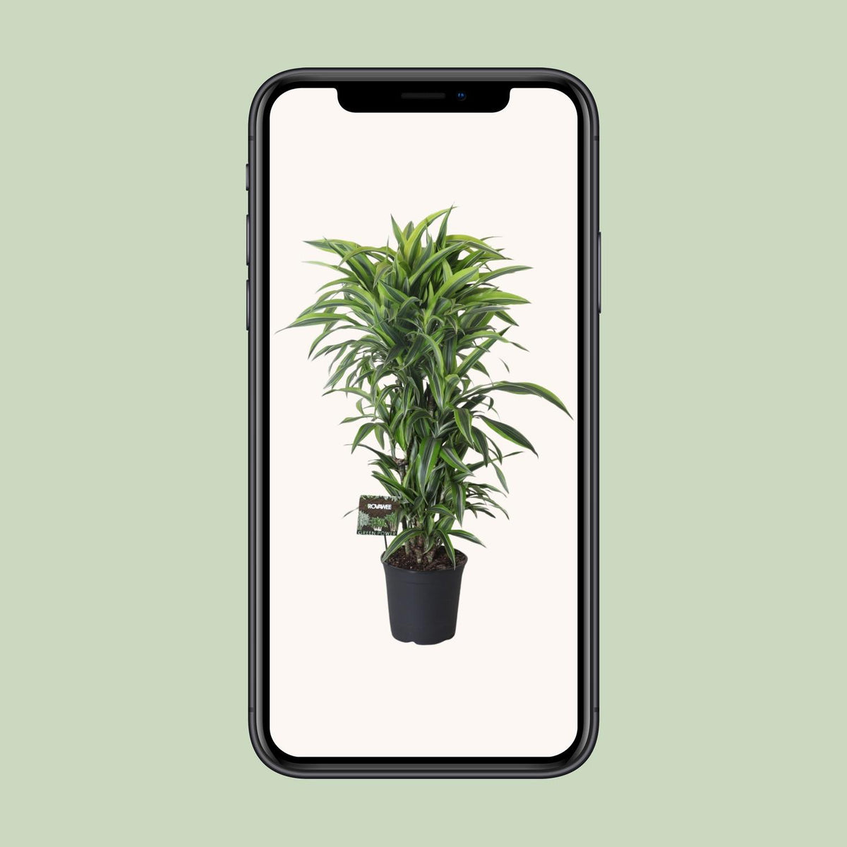 Dracaena fragrans Lemon Lime Verzweigt (Drachenbaum) – Ø27 cm, 120 cm hoch