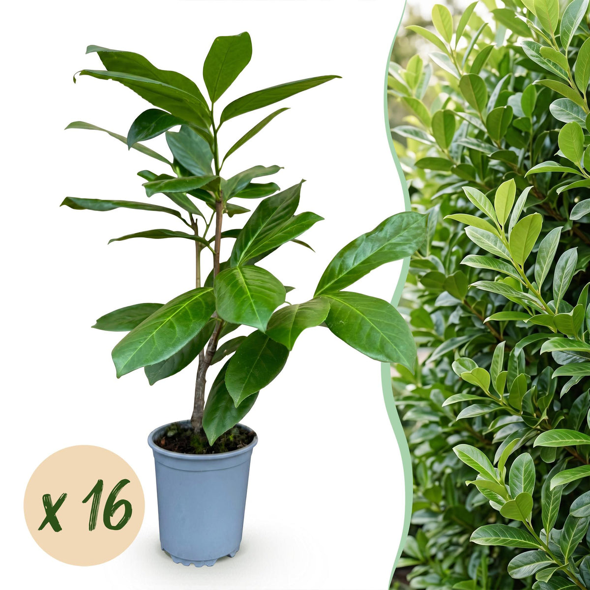 Prunus laurocerasus 'Rotundifolia' (laurier-cerise) – 16 plants, Ø9 cm, 25–35 cm de haut