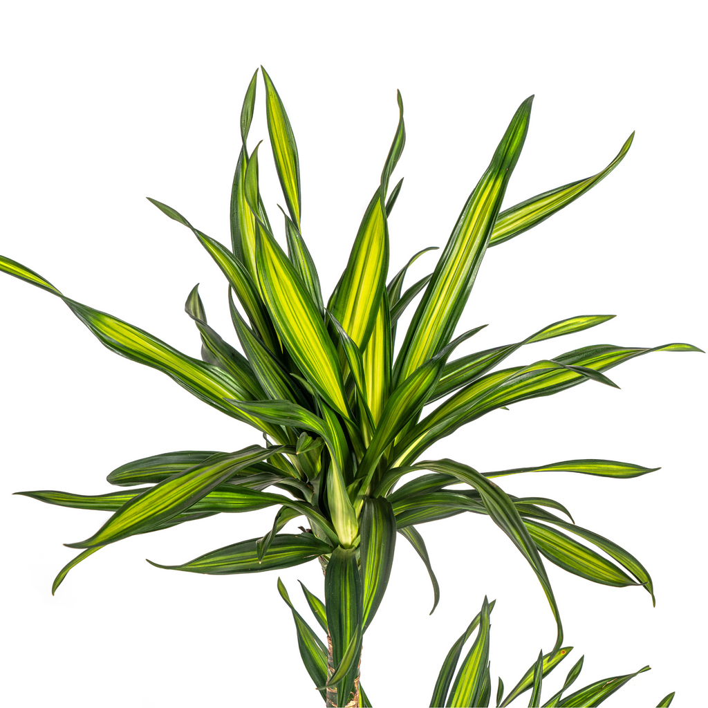 Dracaena Deremensis Rikki (arbre dragonnier) – Ø19 cm, 70–90 cm de haut