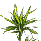 Dracaena Deremensis Rikki (arbre dragonnier) – Ø19 cm, 70–90 cm de haut