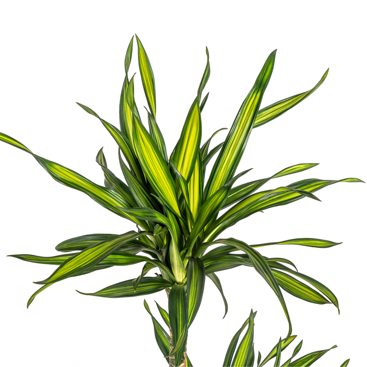 Dracaena Deremensis Rikki (drakenboom) – Ø19 cm, 70–90 cm hoog