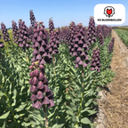 Couronne impériale 'Purple Favorite' – 5 bulbes