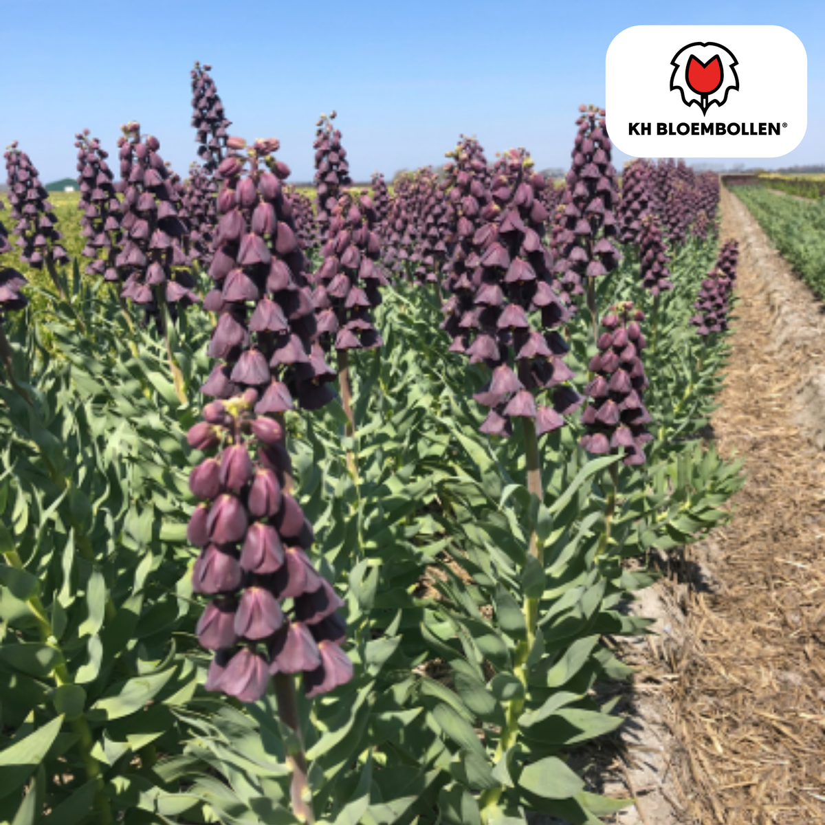 Couronne impériale 'Purple Favorite' – 5 bulbes