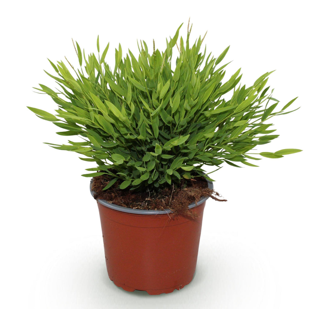 Bamusa Pogonatherum Monica (herbe de bambou) – Ø12 cm, 20 cm de haut