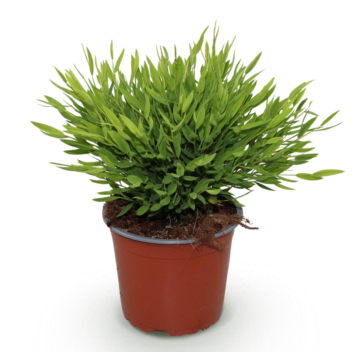 Bamusa Pogonatherum Monica (bamboegras) – Ø12 cm, 20 cm hoog