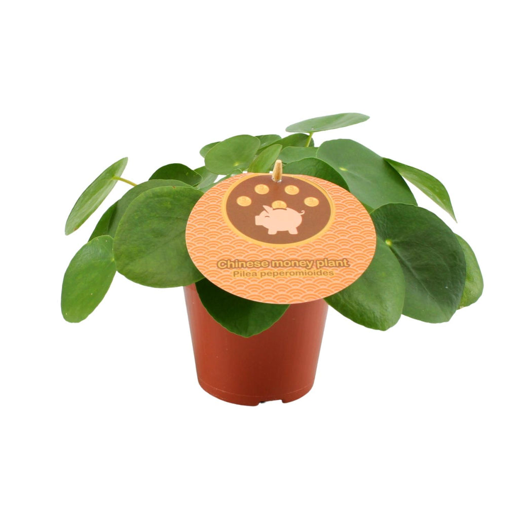 Pilea peperomioides (pannenkoekplant) – Ø12 cm, 20 cm hoog