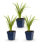 Hemerocallis 'Autumn Red' (Taglilie) – rot – 3 Pflanzen, Ø 11 cm, 15–25 cm hoch