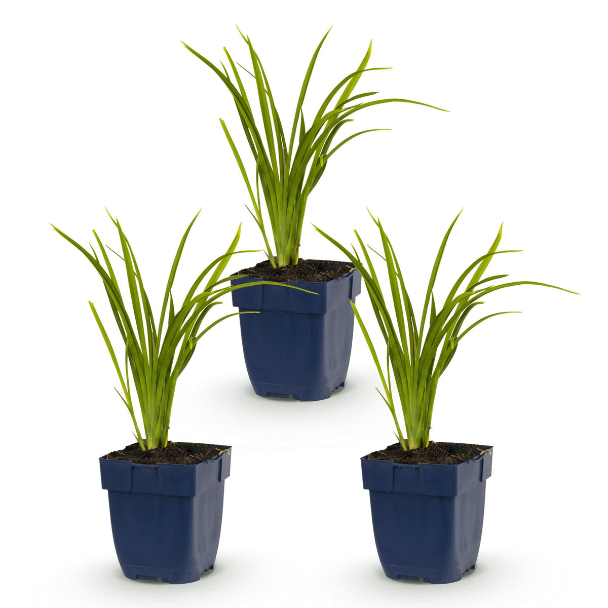 Hemerocallis 'Autumn Red' (Taglilie) – rot – 3 Pflanzen, Ø 11 cm, 15–25 cm hoch – Bild 2