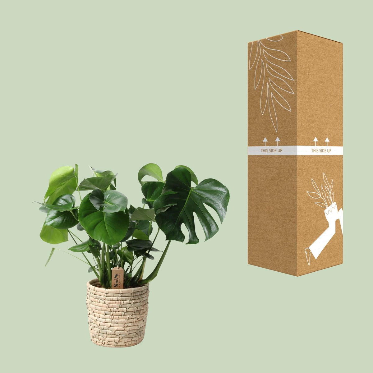 Monstera In Basket Palmleaf (Fensterblatt) – Ø21 cm, 60 cm hoch