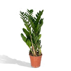 Zamioculcas zamiifolia (Glücksfeder) – Ø 17 cm, 70 cm hoch – Art. 2902