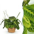 Maranta Fascinator Lemon Lime (bedplant) med kurv – Ø12 cm, 25 cm høj
