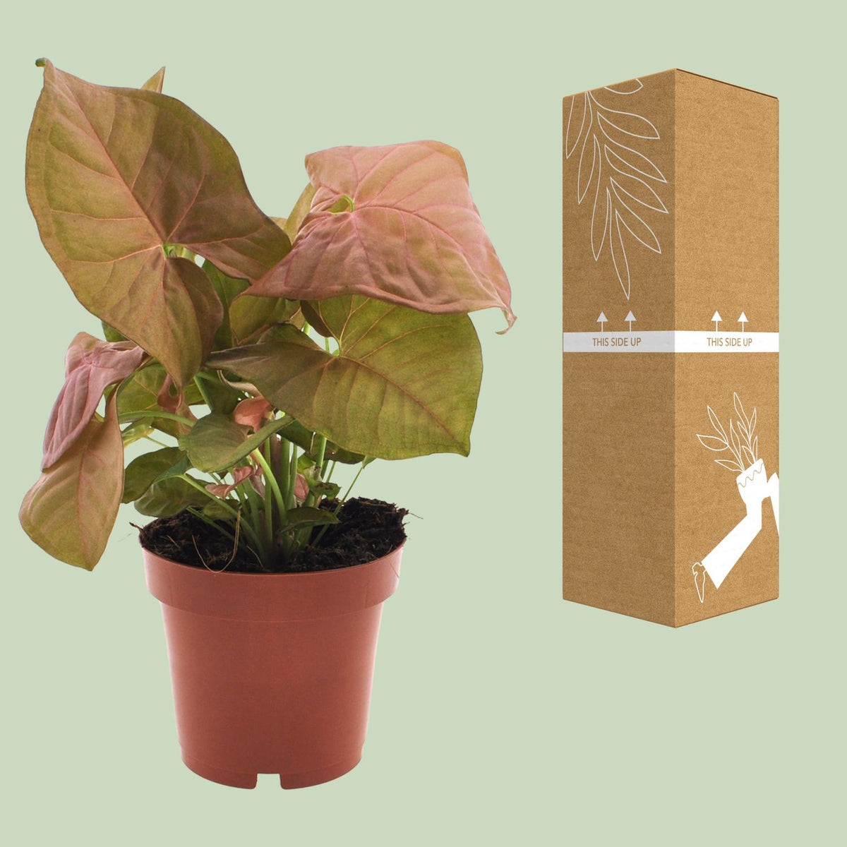 Syngonium Neon – Ø12 cm, 25 cm hoog