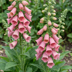 Digitalis mertonensis (Merton-Fingerhut) – rosa – Ø 11 cm, 15–25 cm hoch