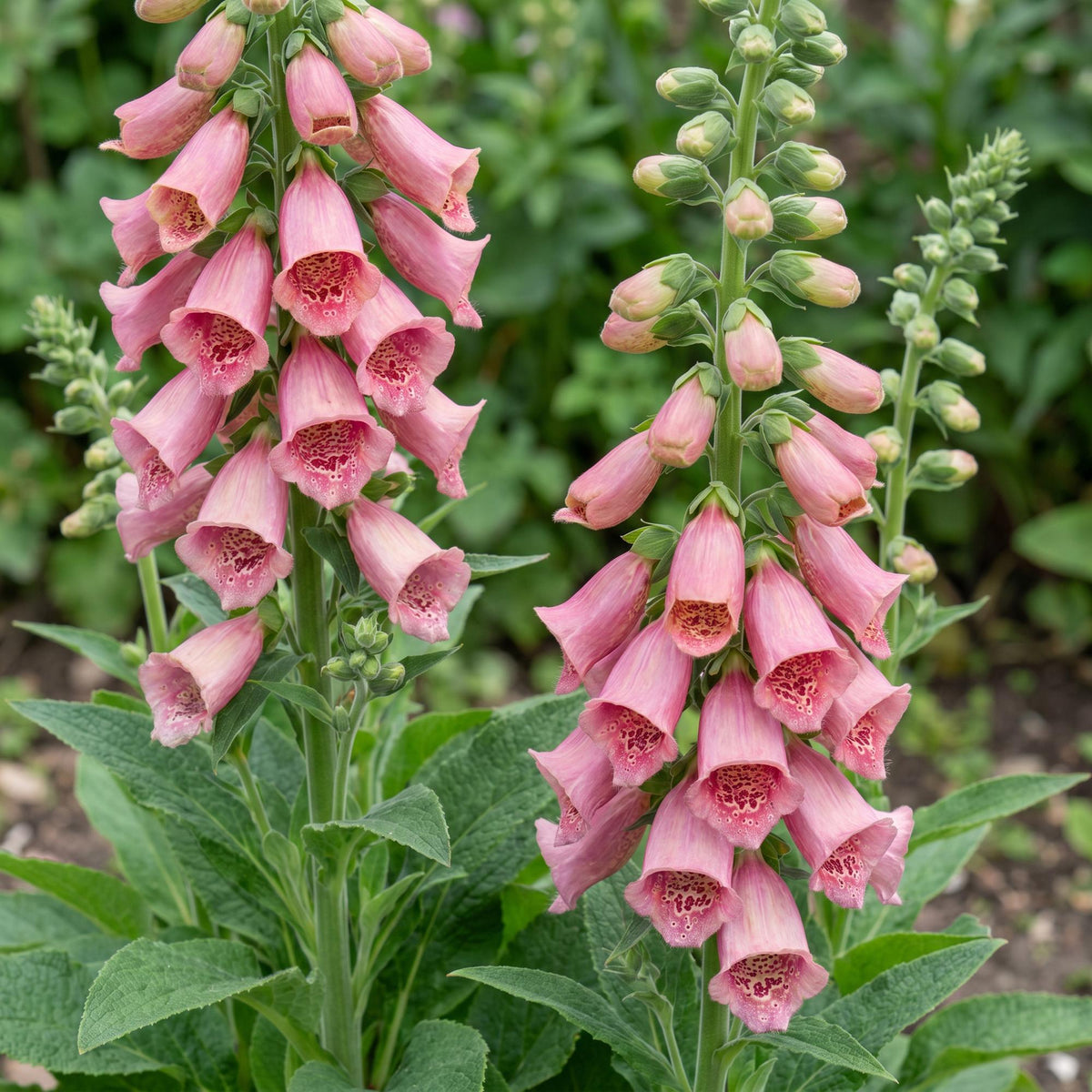 Digitalis mertonensis (Merton-Fingerhut) – rosa – Ø 11 cm, 15–25 cm hoch – Bild 5