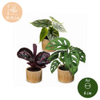 3× Babyplanter Jungle Mix incl. Linnea Honey – Ø6 cm, 10–15 cm høje