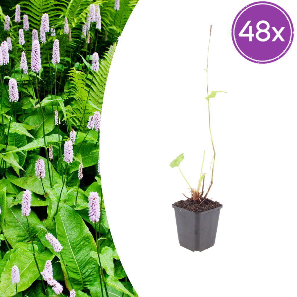 Persicaria anomala 'Alba' (gaillet) – 48 plants, Ø9 cm, 10–25 cm de haut