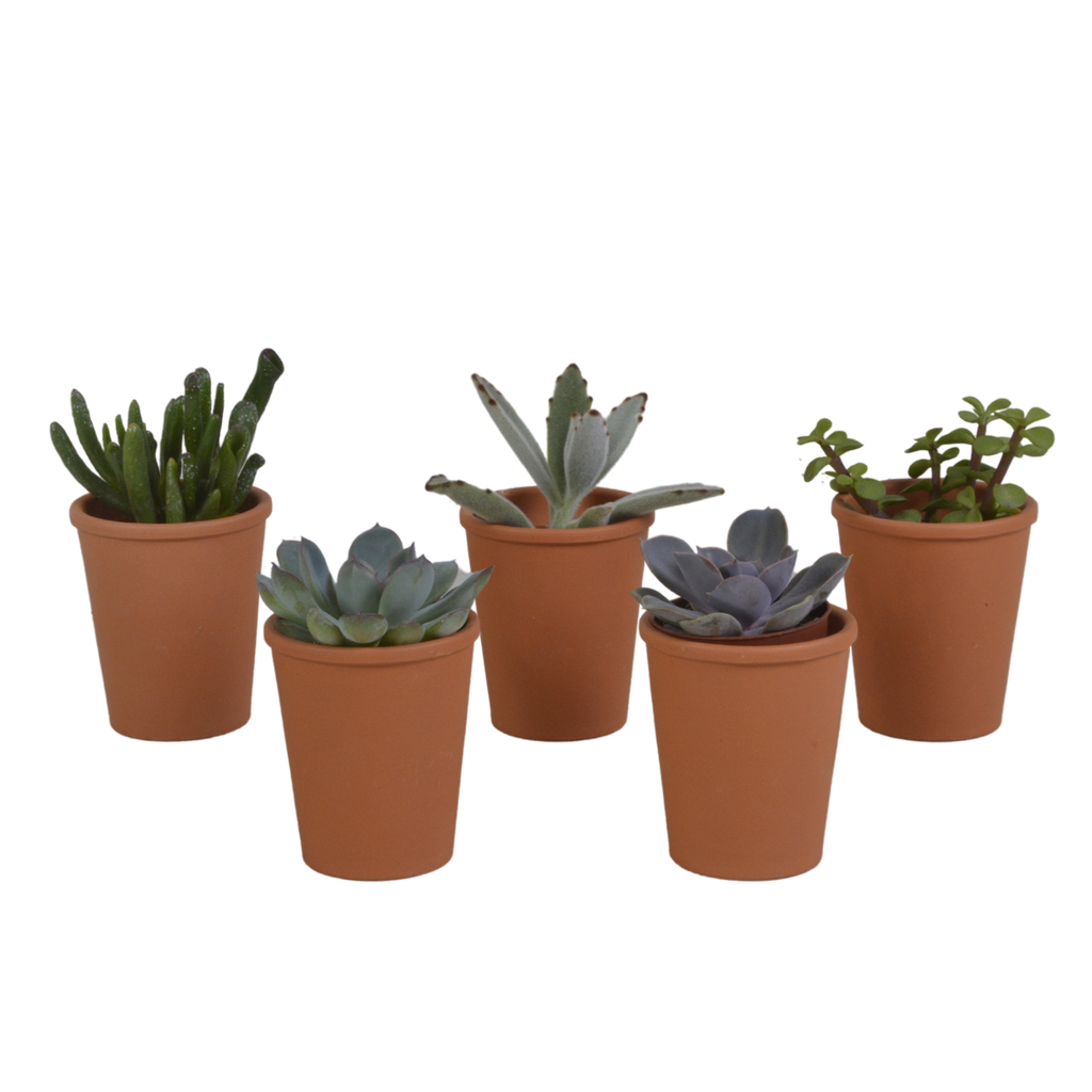 Vetplanten in terracotta pot – Ø6 cm, 13 cm hoog