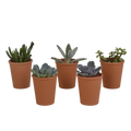 Vetplanten in terracotta pot – Ø6 cm, 13 cm hoog