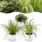 3× Callisia i hvid potteskjuler – Ø12 cm, 20 cm høj
