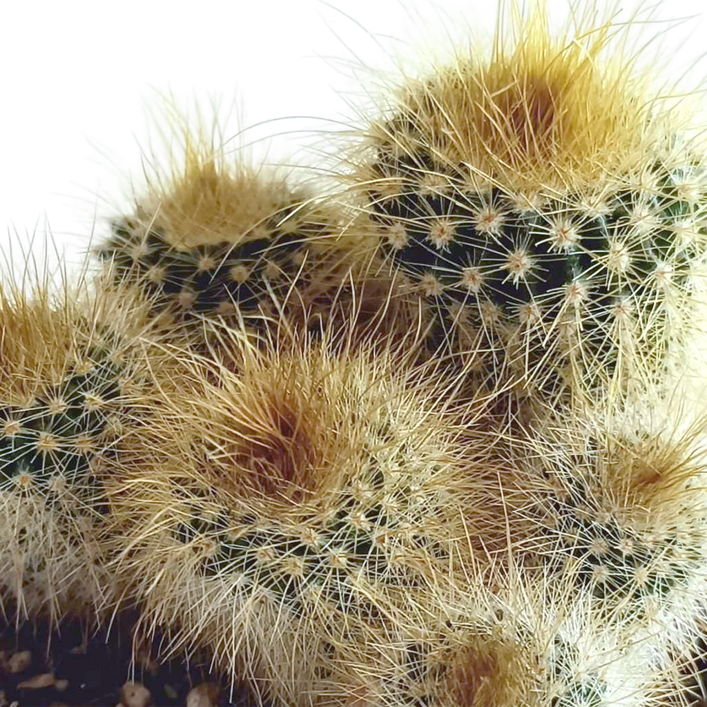Kaktusmix (Cactaceae) – Ø6 cm, 13 cm høj