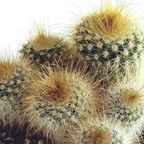 Kaktusmix (Cactaceae) – Ø6 cm, 13 cm høj