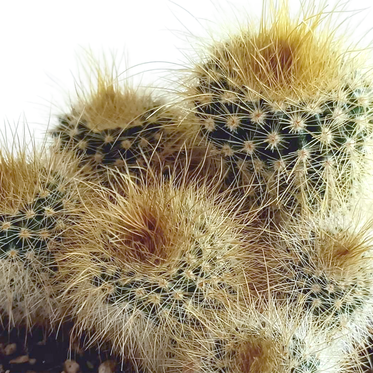 Kaktusmix (Cactaceae) – Ø6 cm, 13 cm høj