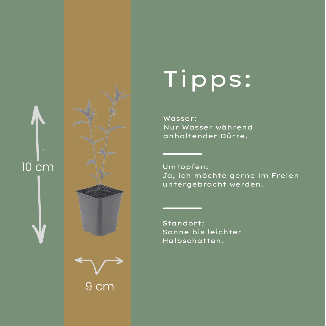 Kalimeris incisa 'Blue Star' (Japanse aster) – 6 planten, Ø9 cm, 10–25 cm hoog