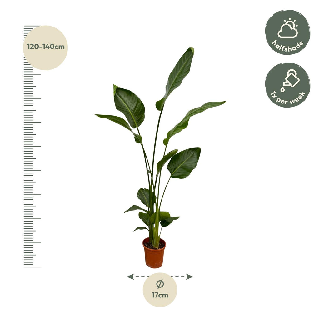 2× Strelitzia nicolai (vit paradisfågelblomma) – Ø17 cm, 130 cm hög – bild 3