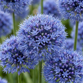 Blauwe sierui (Allium caeruleum) – 160 bloembollen (bolmaat 4/5)