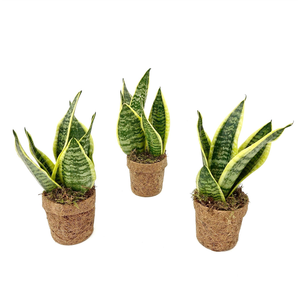 Sansevière jaune (langue de belle-mère) dans un pot en fibre de coco – Ø 10 cm, 30 cm de haut
