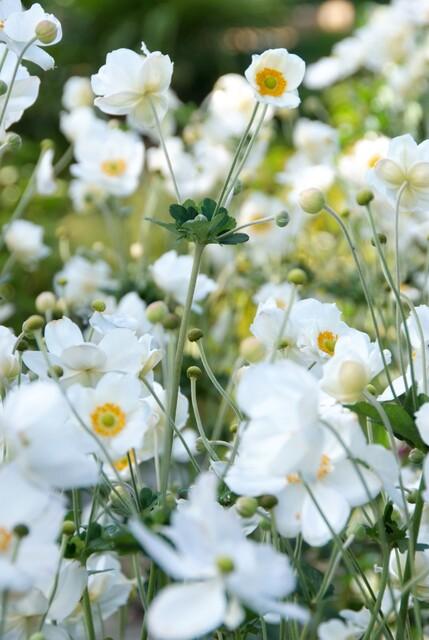 Anemone hyb. 'Honorine Jobert' (Herbstanemone) – 60 Pflanzen, Ø 9 cm, 10–25 cm hoch