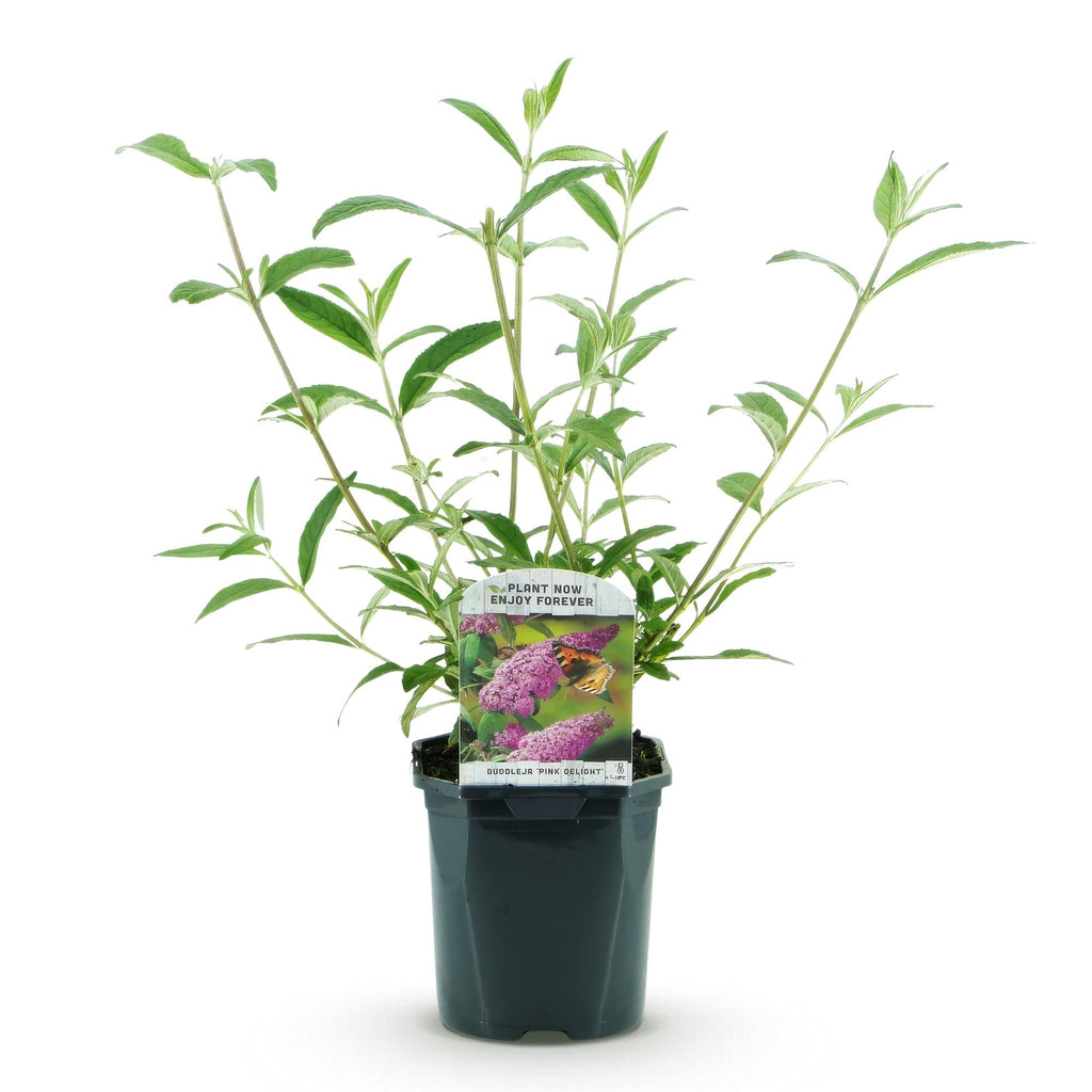 Buddleja davidii 'Pink Delight' (vlinderstruik) – roze – Ø17 cm, 45 cm hoog
