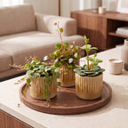3× Baby Peperomia Mix incl. Linnea Honey – Ø6 cm, 5–15 cm hoog