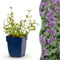 Nepeta rac. 'Grog' (Katzenminze) – blau – 12 Pflanzen, Ø 11 cm, 15–25 cm hoch