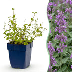 Nepeta rac. 'Grog' (Katzenminze) – blau – 12 Pflanzen, Ø 11 cm, 15–25 cm hoch