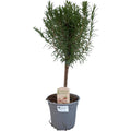 Rosemary (Salvia rosmarinus) standard – Ø14 cm, 45 cm high