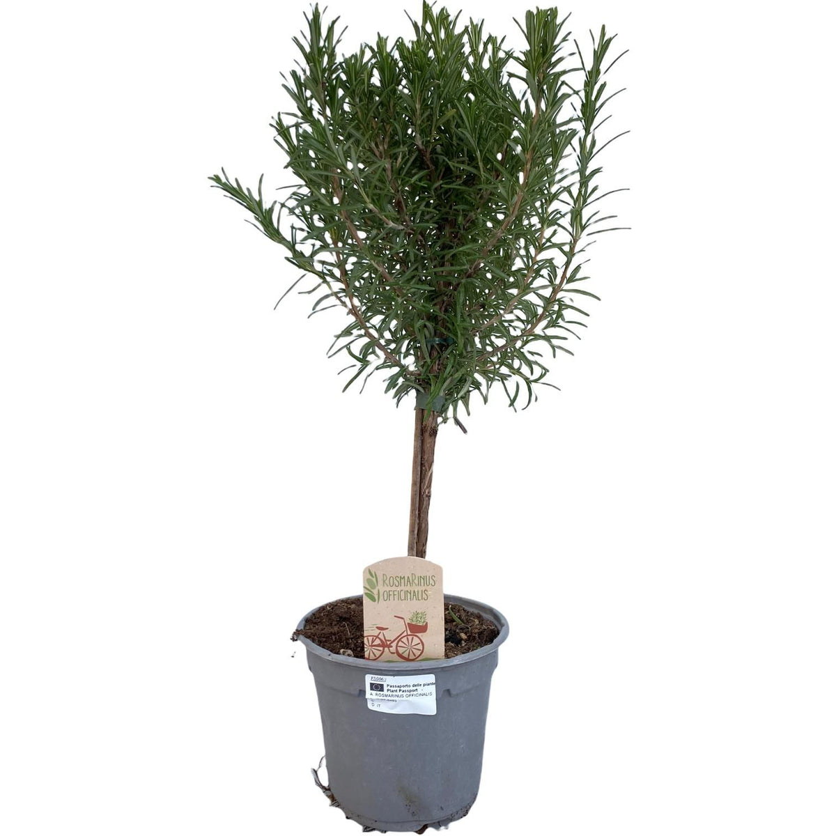 Rosemary (Salvia rosmarinus) standard – Ø14 cm, 45 cm high