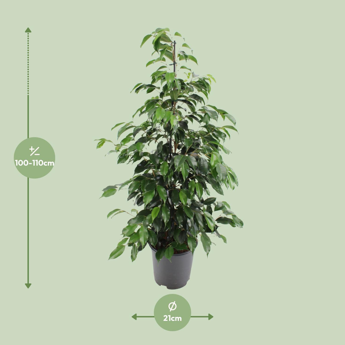 Ficus benjamina Danielle (treurvijg) – Ø21 cm, 95 cm hoog