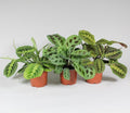 Maranta leuconeura 'Fascinator' Mix 3 Soorten (gebedsplant)