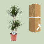 Dracaena marginata (Drachenbaum) – Ø 21 cm, 115 cm hoch