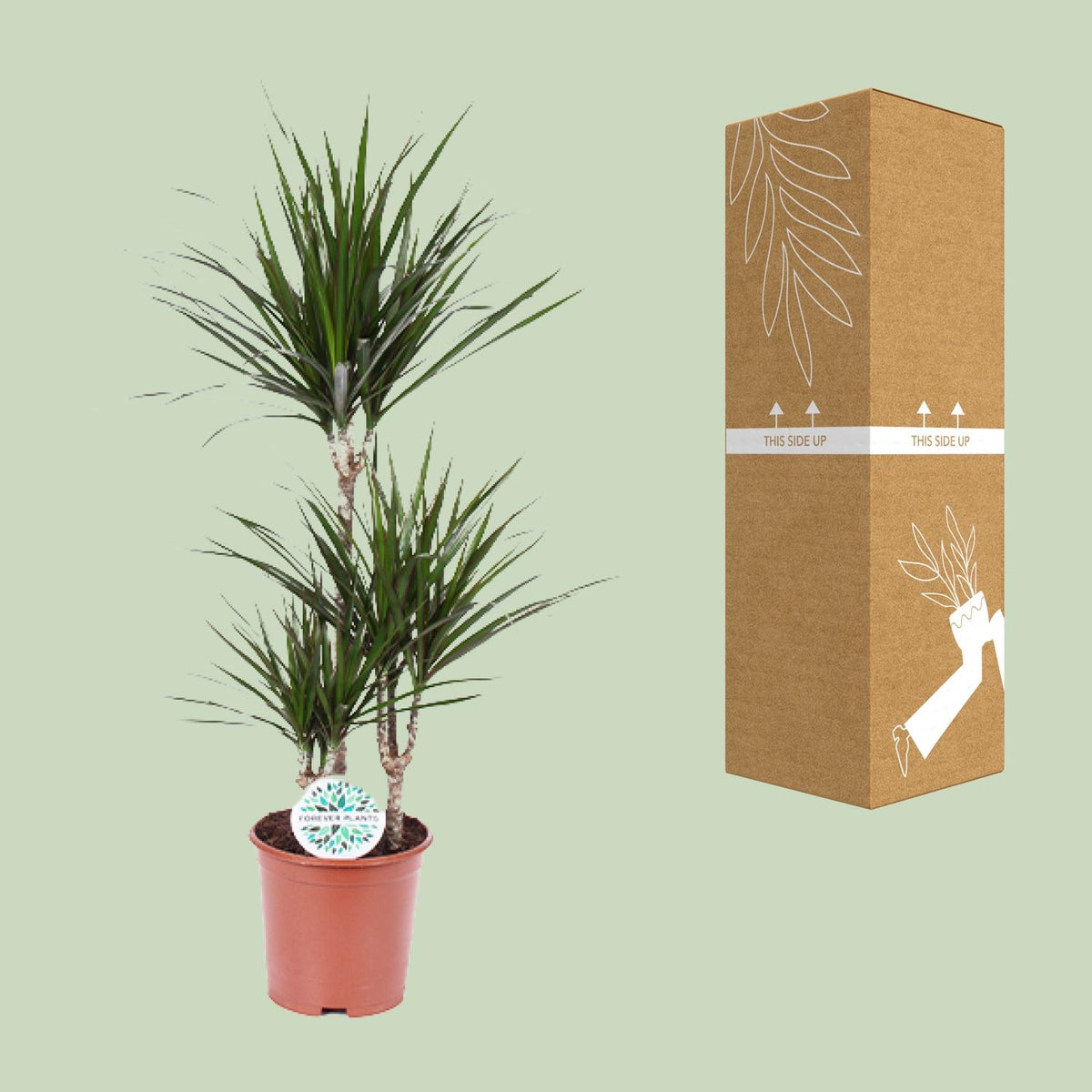 Dracaena marginata (Drachenbaum) – Ø 21 cm, 115 cm hoch