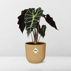 Alocasia ‘Polly’ in ELHO Vibes Fold 14cm geel (olifantsoor) – 45 cm hoog