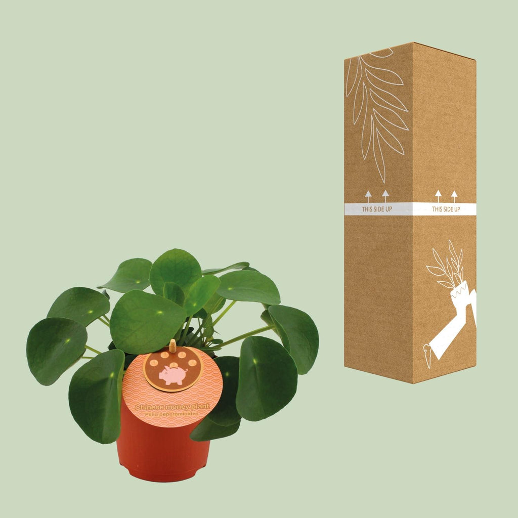 Pilea peperomioides (pannenkoekplant) – Ø11 cm, 15 cm hoog – art. 12838