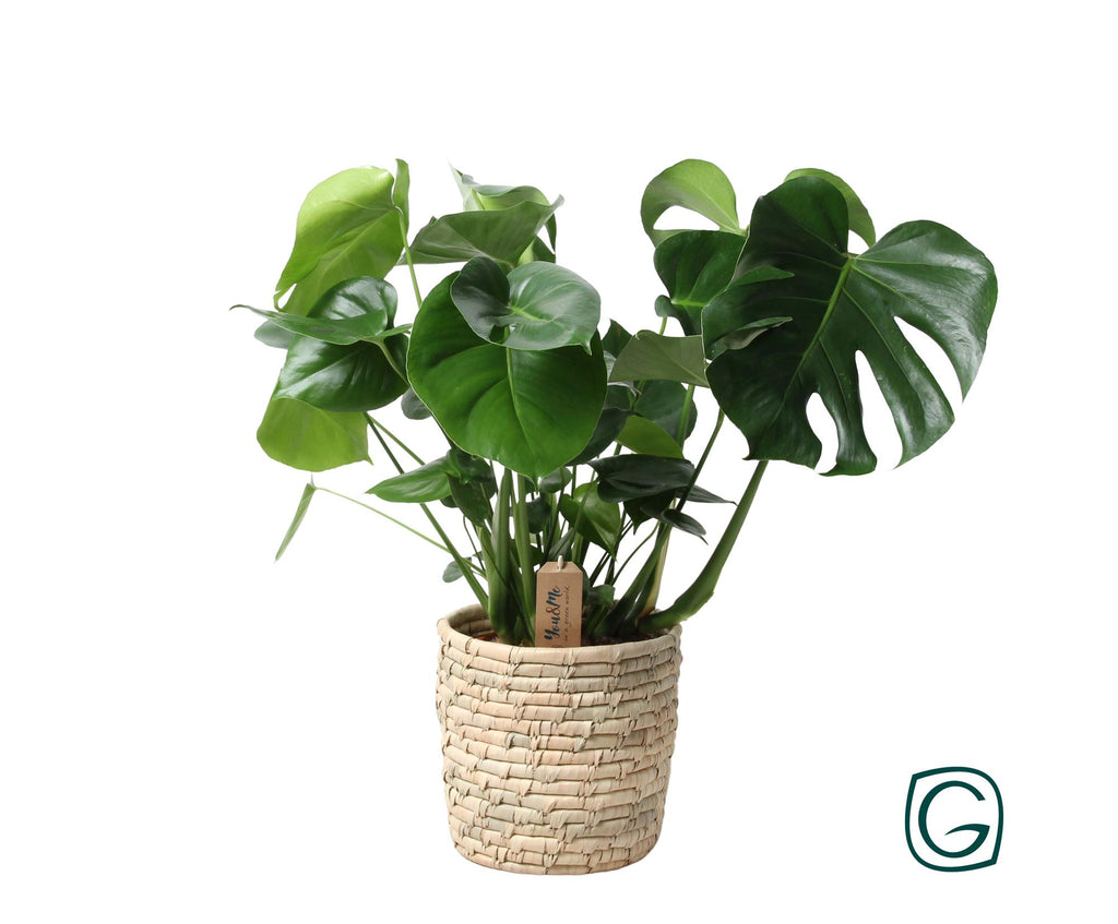 Monstera In Basket Palmleaf (gatenplant) – Ø21 cm, 60 cm hoog