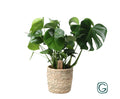 Monstera In Basket Palmleaf (gatenplant) – Ø21 cm, 60 cm hoog
