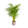 Dypsis Areca Lutescens (goudpalm) – Ø24 cm, 120–140 cm hoog